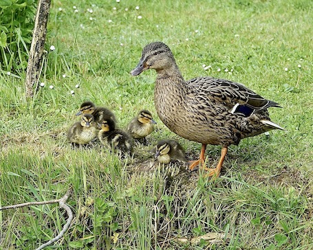 mallard family
